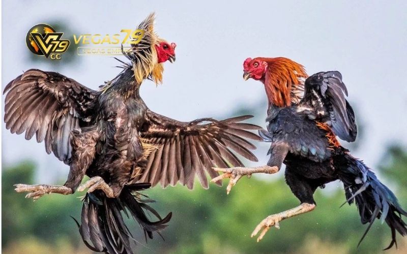 Đá Gà Mạng Trực Tiếp: Sàn Đấu Uy Tín Với Nhiều Trận Hấp Dẫn 4 Đá gà mạng trực tiếp