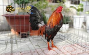 mẹo đá gà luôn thắng