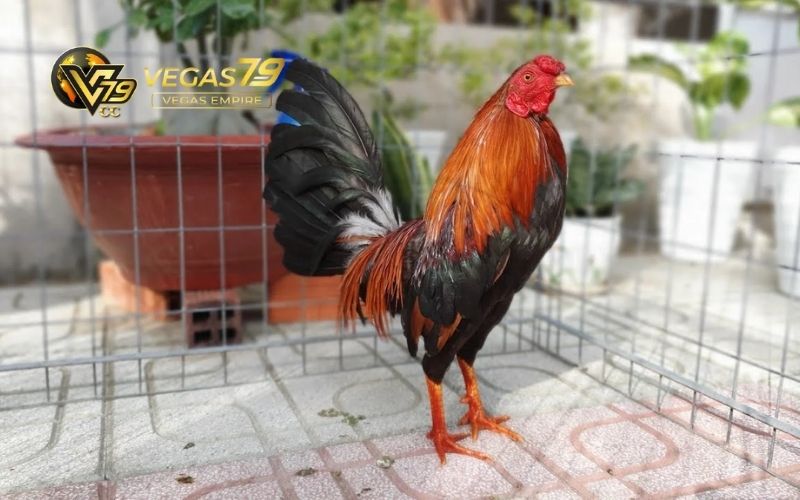 Mẹo đá gà luôn thắng đỉnh cao từ các cao thủ 3 mẹo đá gà luôn thắng